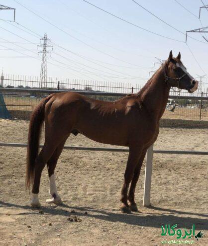 اسب عرب مصری