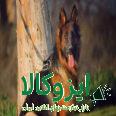 توله ژرمن کلاسیک FAMILY DOG